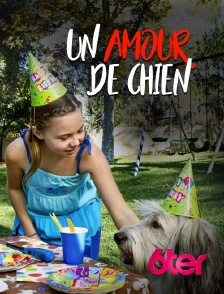 Un amour de chien