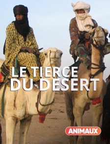 Animaux - Le tiercé du désert