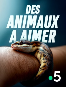 France 5 - Des animaux à aimer