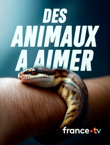 france.tv - Des animaux à aimer