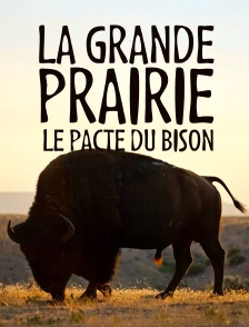 La grande prairie, le pacte du bison