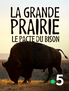 France 5 - La grande prairie, le pacte du bison