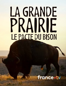 france.tv - La grande prairie, le pacte du bison