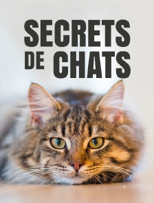Secrets de chats