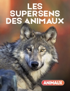 Animaux - Les supersens des animaux