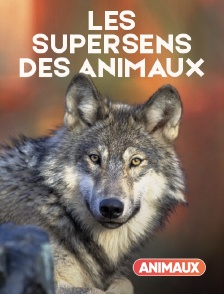 Animaux - Les supersens des animaux