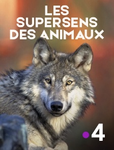 Les supersens des animaux