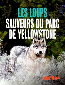 Les loups, sauveurs du parc de Yellowstone
