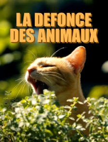 La défonce des animaux
