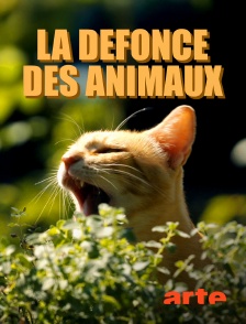 Arte - La défonce des animaux