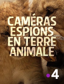 Caméras espions en terre animale