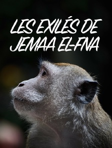 Les exilés de Jemaa el-Fna
