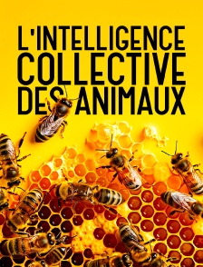 L'intelligence collective des animaux