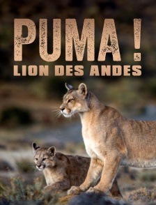 Puma, lion des Andes