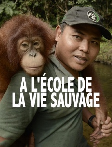 A l'école de la vie sauvage
