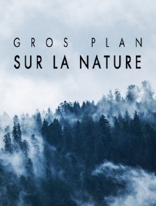Gros plan sur la nature