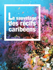Le sauvetage des récifs caribéens
