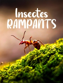 Insectes rampants