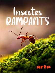 Arte - Insectes rampants