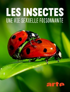 Les insectes, une vie sexuelle foisonnante