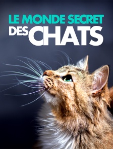 Le monde secret des chats