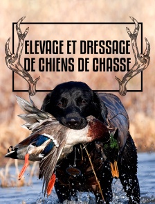 Elevage et dressage de chiens de chasse
