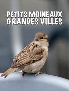 Petits moineaux, grandes villes