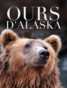 Ours d'Alaska