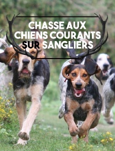 Chasse aux chiens courants sur sangliers
