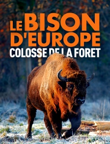 Le bison d'Europe, colosse de la forêt