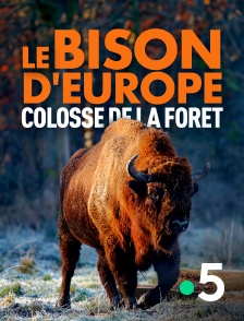 Le bison d'Europe, colosse de la forêt