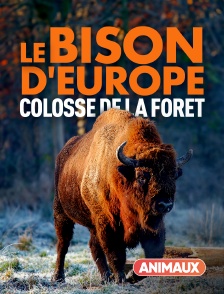 Animaux - Le bison d'Europe, colosse de la forêt
