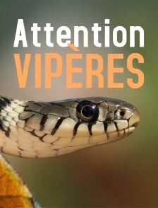 Attention vipères