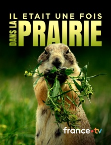 france.tv - Il était une fois dans la prairie