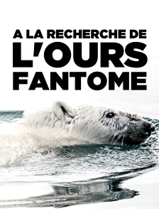 A la recherche de l'ours fantôme