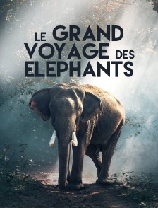 La marche des éléphants