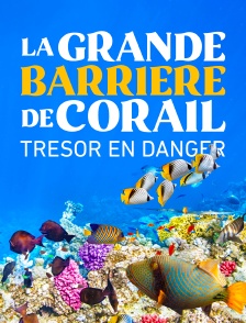 L'avenir de la grande barrière de corail