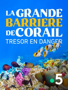 France 5 - L'avenir de la grande barrière de corail