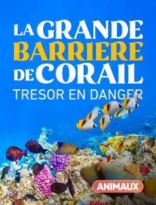 Animaux - Fascinante barrière de corail en replay