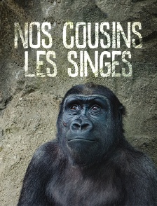 Nos cousins les singes