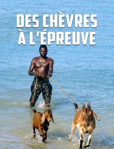 Des chèvres à l’épreuve
