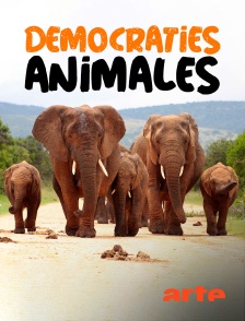 Arte - Démocraties animales