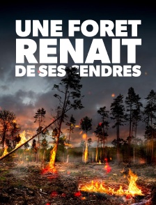 Une forêt renaît de ses cendres