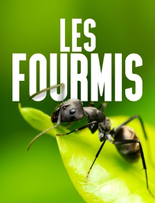 Les fourmis