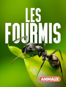 Les fourmis