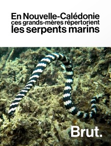 Brut - En Nouvelle-Calédonie, ces grands-mères répertorient les serpents marins