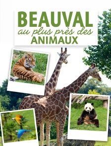 Beauval, au plus près des animaux