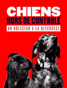 Chiens hors de contrôle : un dresseur à la rescousse