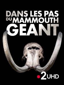 France 2 UHD - Dans les pas du mammouth géant
