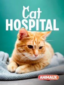 Animaux - Cat Hospital